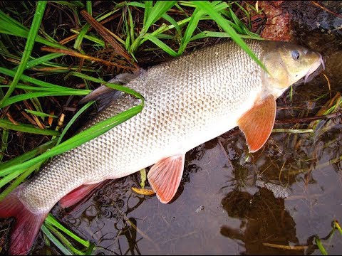 Видео: #Рибалка Марена на виповзок!