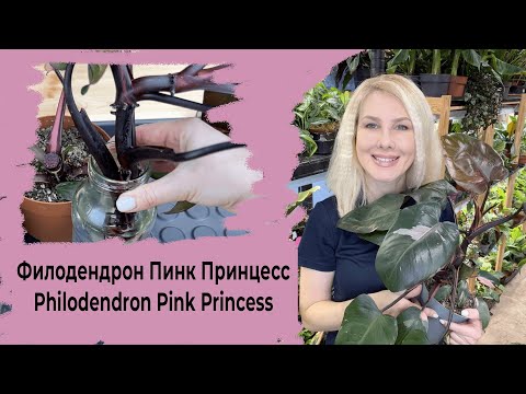 Видео: Филодендрон Пинк Принцесс Philodendron Pink Princess