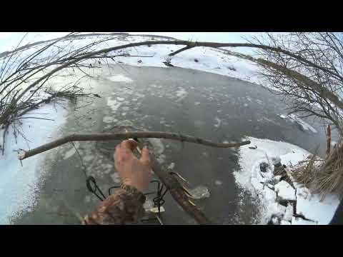Видео: Охота на бобра капканами с приманкой зимой.#охотанабобра#КП250#охотанабобракапканами#бобр#