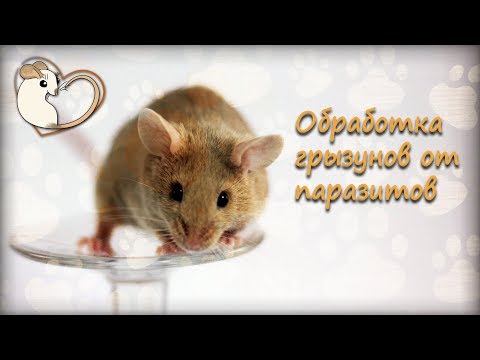 Видео: Обработка грызунов от паразитов