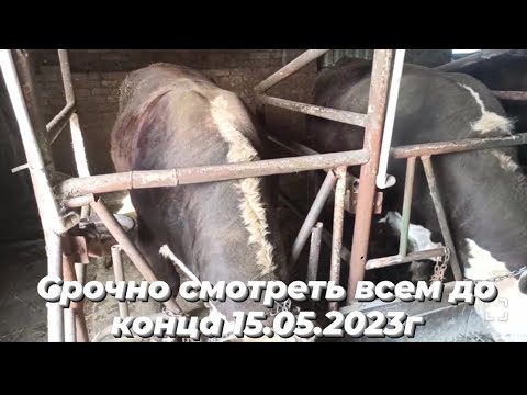 Видео: Откорм бычков. Конец откорма, результат! 15.05.2023г