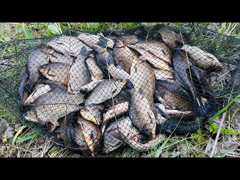 Видео: Садок рветься від карасів. Риболовля на поплавчанку.