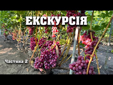 Видео: Огляд нашого виноградника, а також усіх сортів винограду станом на 15 серпня 2025 року. Частина 2