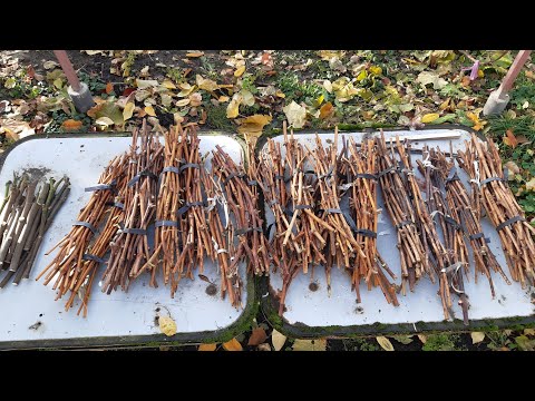 Видео: Живці винограду в наявності 6.11.25