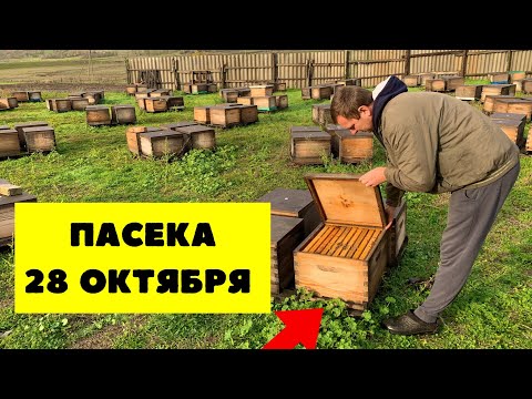 Видео: Как выглядят пчелосемьи на конец октября 2025 года