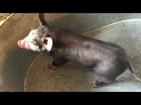 Видео: Головне стартонути, чим годую поросят, домашній бізнес, корм, відгодівля, лікування поросят