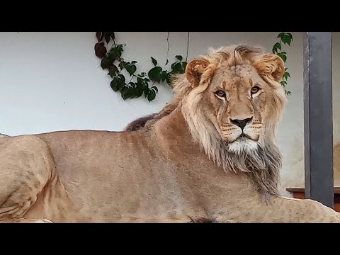 Видео: Лев ШЕРХАН и его мощная перекличка. Кто самый шикарный мужчина в минском зоопарке? ПОРШ и СИМОЧКА.