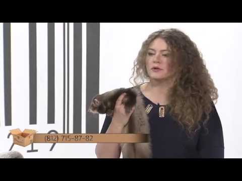 Видео: TEST.TV животные. Хорьки.