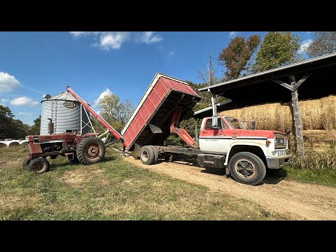 Видео: Очистка и транспортировка кукурузы