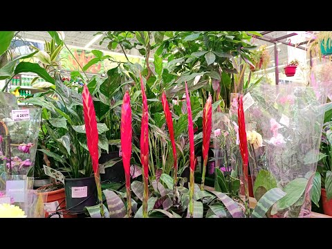 Видео: 🍃🌿Леруа Мерлен⚘Цветочки🍃Давно С Вами Не Смотрели На Красоту🌿🥰