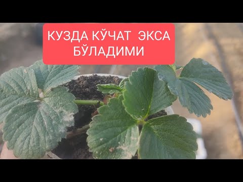 Видео: КУЗДА  КЎЧАТ  ЭКСА БЎЛАДИМИ  +998973439321