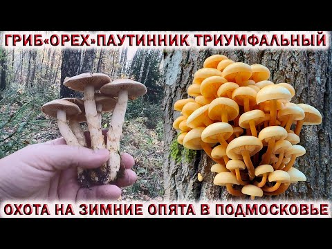 Видео: ❗ГРИБ ОРЕХ👉ПАУТИННИК ТРИУМФАЛЬНЫЙ ИЛИ ЖЁЛТЫЙ.💥ОХОТА НА ЗИМНИЕ ОПЯТА В ПОДМОСКОВЬЕ 5 ОКТЯБРЯ 2021