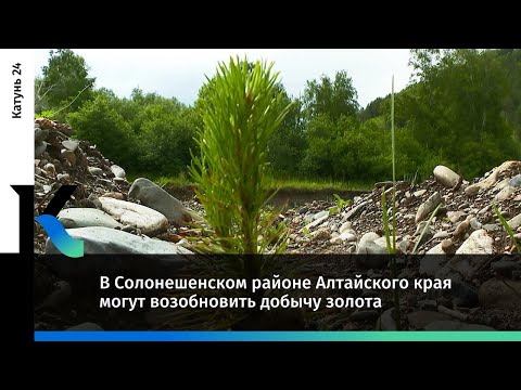 Видео: В Солонешенском районе могут возобновить добычу золота