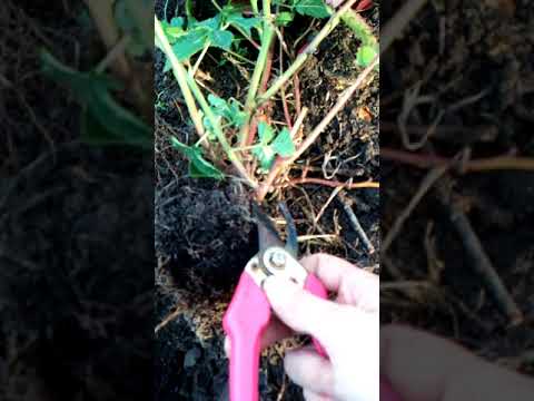 Видео: Посадка ежевики Лох Несс