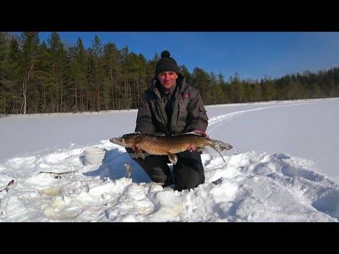 Видео: Рыбалка!!!Такого Улова Мы не Ожидали!Ловим Щуку!Живём в Лесной Избе!