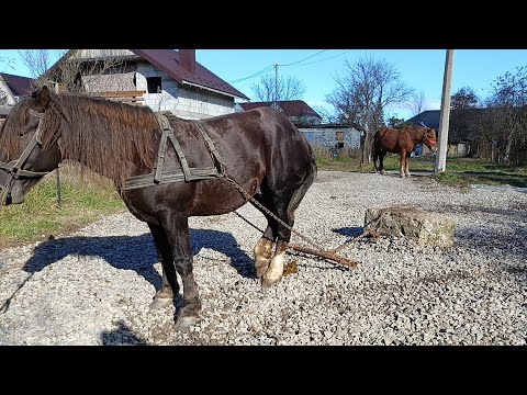 Видео: 🚨 МОЛОДІ ЖЕРЕБЦІ💣НА ПРОДАЖ 💵💫⛓️‍💥