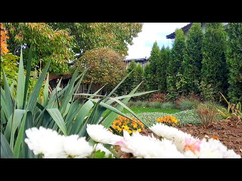 Видео: РАНКОВА ПРОГУЛЯНКА САДОМ І ГОРОДОМ. ЩО ЩЕ КВІТУЄ В ЛИСТОПАДІ. ВИСАДИЛА ЧАСНИК.