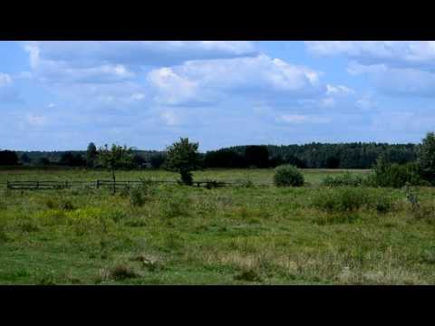 Видео: Курчиця часть вторая