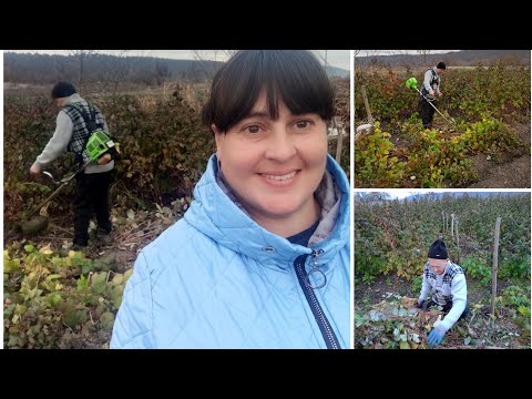 Видео: Як правильно підготувати малину до зими...