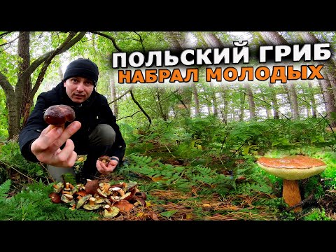 Видео: Набрал целую кучу ПОЛЬСКИХ ГРИБОВ за пол часа