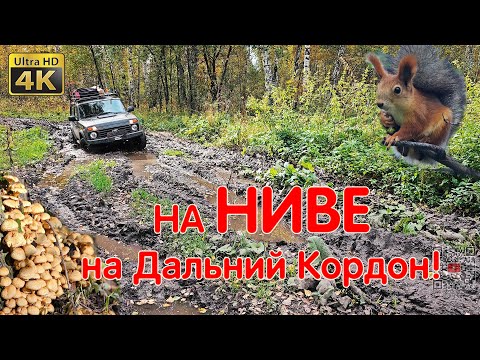 Видео: Красивая Осень Сибири! На Дальний Кордон За Грибами! НИВА ЛЕГЕНДА Едет! Преодолеваем Бездорожье LADA