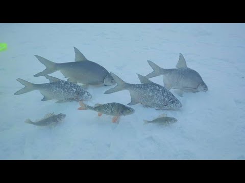 Видео: Кто куда а я на Рузское ВДХР! Рыбалка с друзьями!