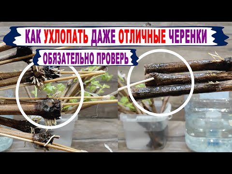 Видео: 🍇 Ошибка! Даже не думай ТАК укоренять виноград. Сказ о том как УХЛОПАТЬ ДАЖЕ ПЕРВОКЛАССНЫЕ черенки.