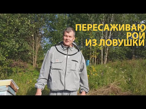 Видео: Рой 17 килограмм, пересадка в домик | Крайний рой сезона 2023 #пчеловодство , #роеловство