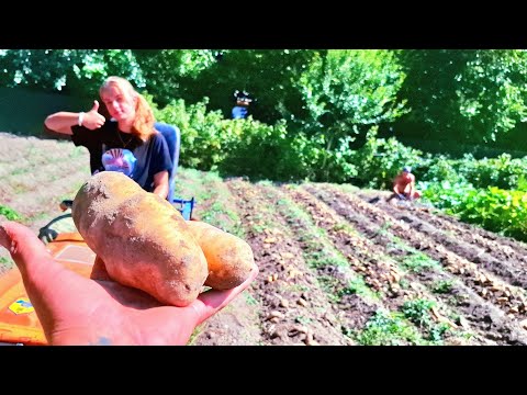 Видео: Оце так врожай 🥔🥔Гренада як голови‼️Перший коп👍Надійка руле на 🚜 Куботі‼️Копалка Полтавчанка Топ👍