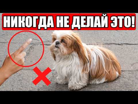 Видео: 14 Вещей, которыми ТЫ ПРИЧИНЯЕШЬ ВРЕД Собаке!