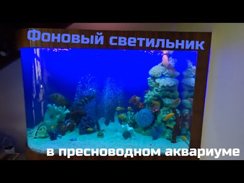 Видео: ФОНОВЫЙ светильник пресноводного АКВАРИУМА  #аквадизайн  #аквариум  #оформлениеаквариума #aquarium