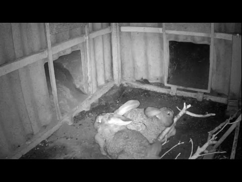 Видео: Кроличья яма. Видеонаблюдение.