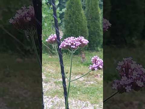 Видео: Маленький зайчонок в нашем саду #shorts #hare #bunny #rose #зайчонок #розы #сад #милоевидео