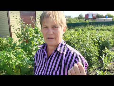 Видео: Моя голубика, часть 2 я, г.Омск