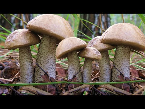 Видео: ПОДБЕРЁЗОВИКИ ЗАПОЛОНИЛИ ЛЕС! . Столько грибов я увидеть не ожидал.