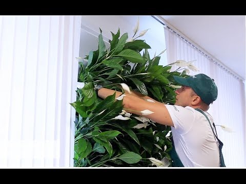 Видео: Фитостена Фитомодуль Фитокартина  Производство BOXSAND