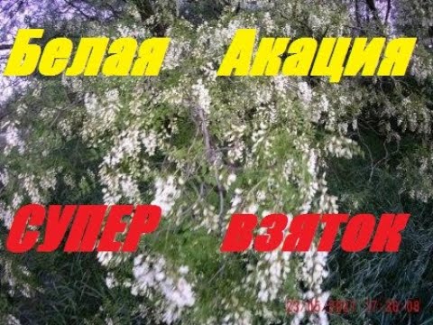 Видео: Воодушевляюще!!! Дух захватывает!!!Рекорд сезона на Белой Акации.Что делать?