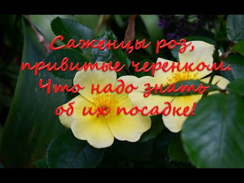 Видео: Саженцы питомника Вокруг роз. Правила посадки роз, привитых черенком.