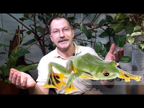 Видео: Куда летят лягушки? Flying frogs.