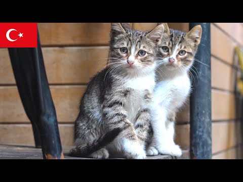 Видео: Два маленьких стража: стамбульские уличные котята [4K]