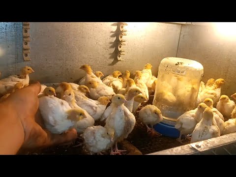 Видео: Чи вигідно тримати перепілки⁉️ Нюанси утримання перепілок ‼️