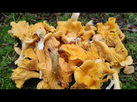 Видео: 26 октября. ГРИБЫ - ЕСТЬ!!!