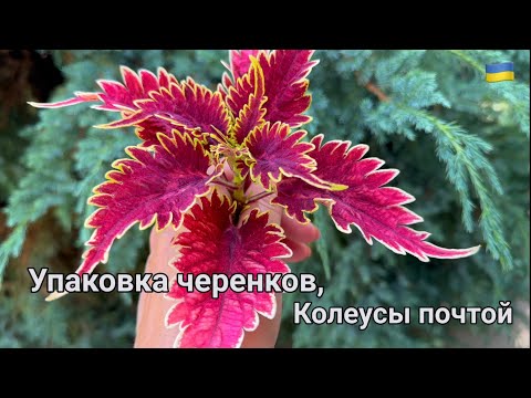 Видео: Мой способ упаковки черенков в посылку. Колеусы почтой.