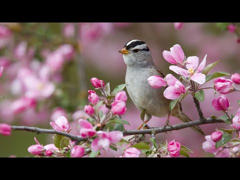 Видео: РЕЛАКС ОТ ПЕНИЯ ПТИЦ