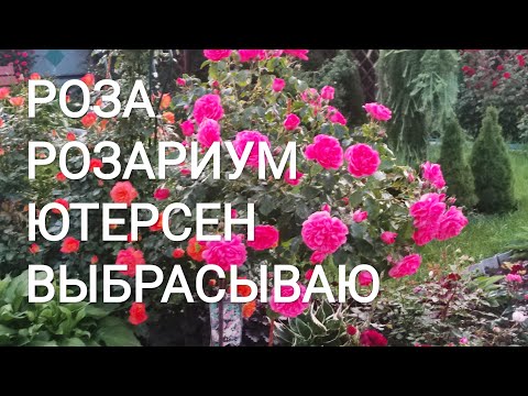 Видео: РОЗЫ. ШТАМБ РОЗАРИУМ ЮТЕРСЕН. Выбросить или дать шанс.