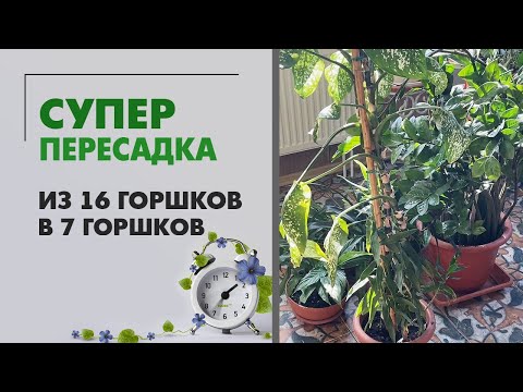 Видео: Суперпересадка из 16 горшков в 7 | Почему не стоит рассаживать растения