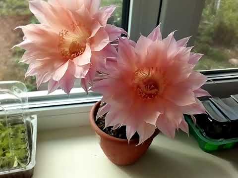 Видео: Цветение эхинопсисов ( Echinopsis hybr.) 5.05.2020
