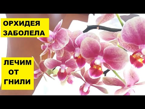 Видео: ЛЕЧЕНИЕ ФУНДАЗОЛОМ ГНИЛИ КОРНЕЙ ОРХИДЕИ