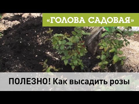 Видео: Голова садовая - ПОЛЕЗНО! Как высадить розы