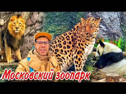 Видео: ЧТО ПРОИСХОДИТ в Московском зоопарке? Цены, животные, обзор. РАЗВЛЕЧЕНИЯ в Москве, куда сходить 2024